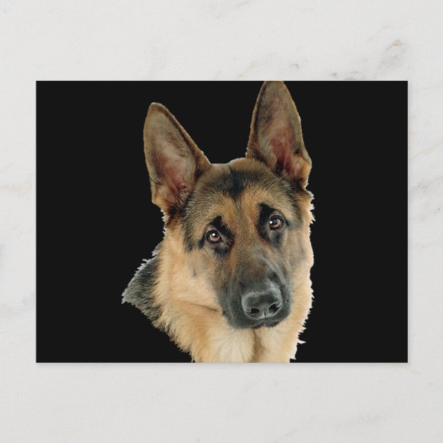 Älskat & skyddat av en tysk herde vykort (Framsida)