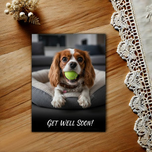 Älsklig Cavalier King Charles Spaniel Tillfrisknan Vykort