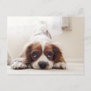 Älsklig King Charles Cavalier Spaniel vykort