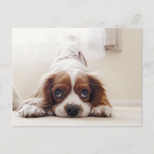 Älsklig King Charles Cavalier Spaniel vykort (Framsida)