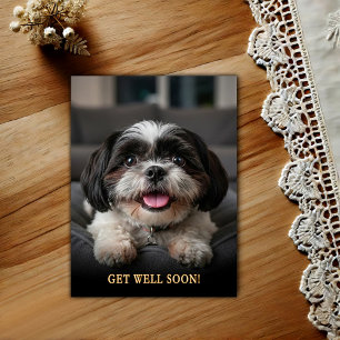 Älsklig Shih Tzu Snart Frisk Vykort