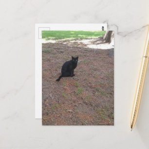 älsklig söt hemlös svart kattunge vykort