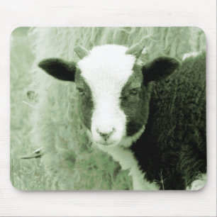 Älskling Lamb i Greenish Tones Musmatta