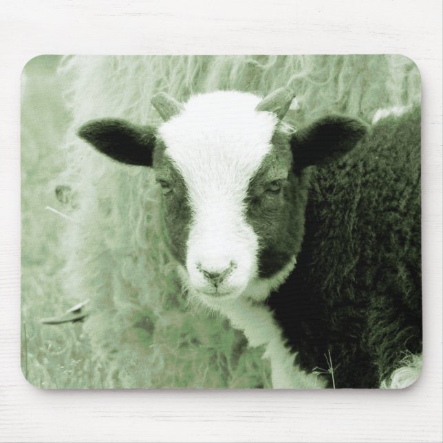Älskling Lamb i Greenish Tones Musmatta (Framsidan)