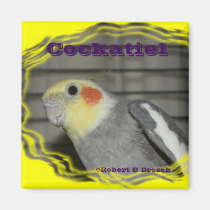 Älsklings- fågelMAGNET för Cockatiel Magnet