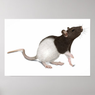 Älsklings- råttamålning poster