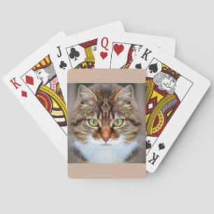 Älsklings- tabby katt kortlek