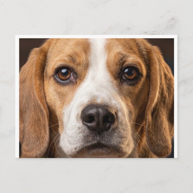 älskvärd Beagle hund postkort Vykort (Framsida)