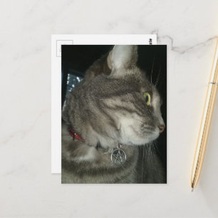 älskvärd grå tabby katt pentagram halsband vykort