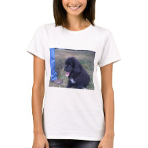 Älskvärd Newfie valp (den Newfoundland hund aveln)