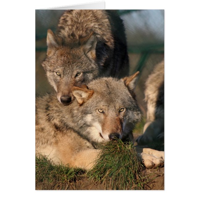 älskvärd wolfpair hälsningskort (Framsidan)