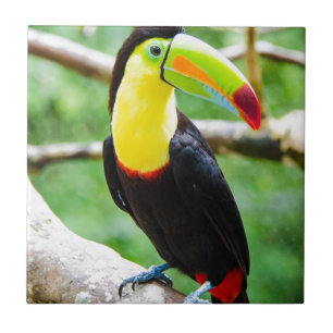 Älskvärda Toucan Kakelplatta