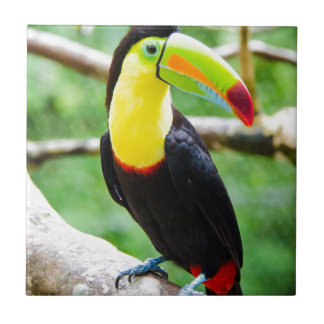 Älskvärda Toucan Kakelplatta