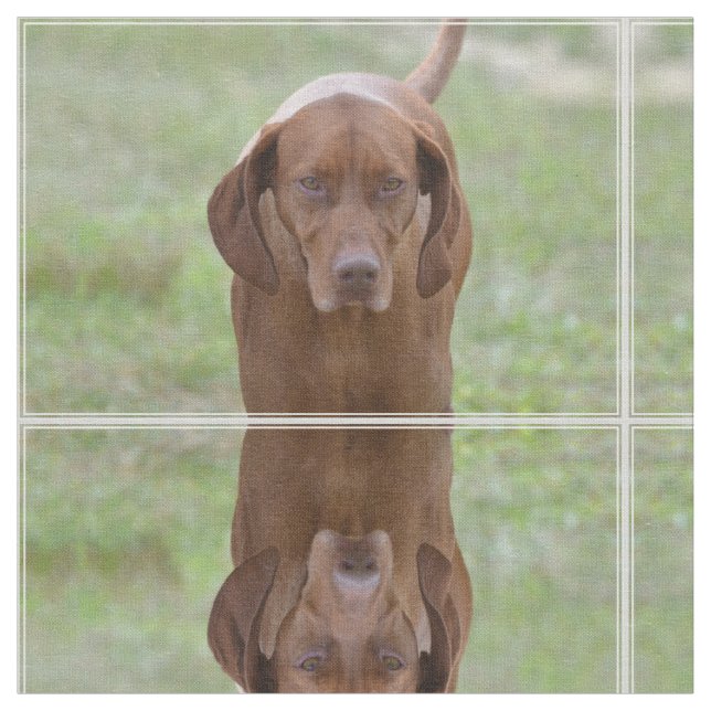 Älskvärda Vizsla Tyg (Närbild)