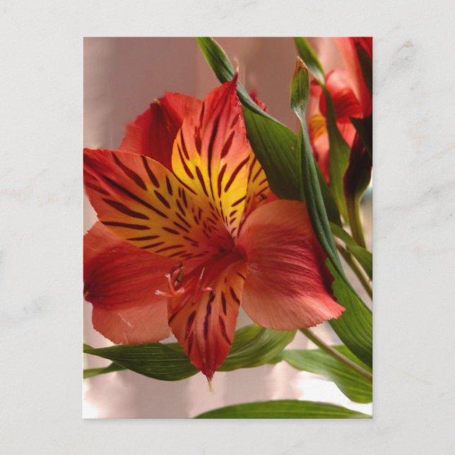 Alstroemeria Autumn Vykort (Framsida)