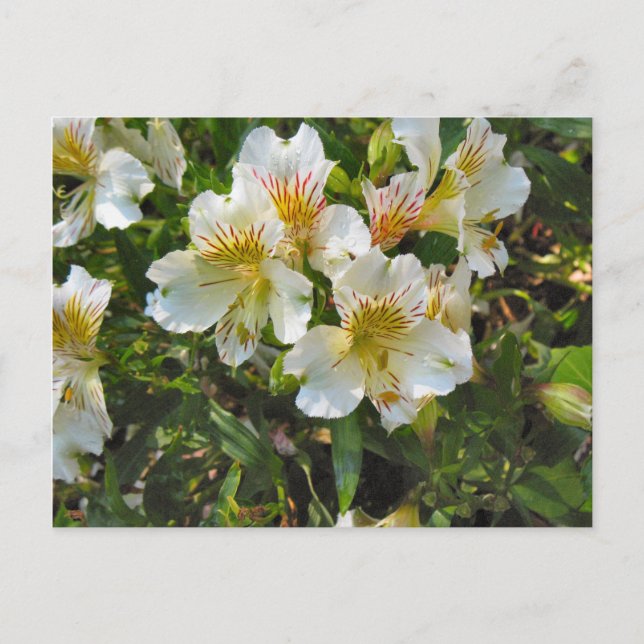 Alstroemeria-blommor Vykort (Framsida)