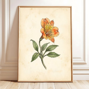 Alstroemeria Botanisk Canvas Väggkonst