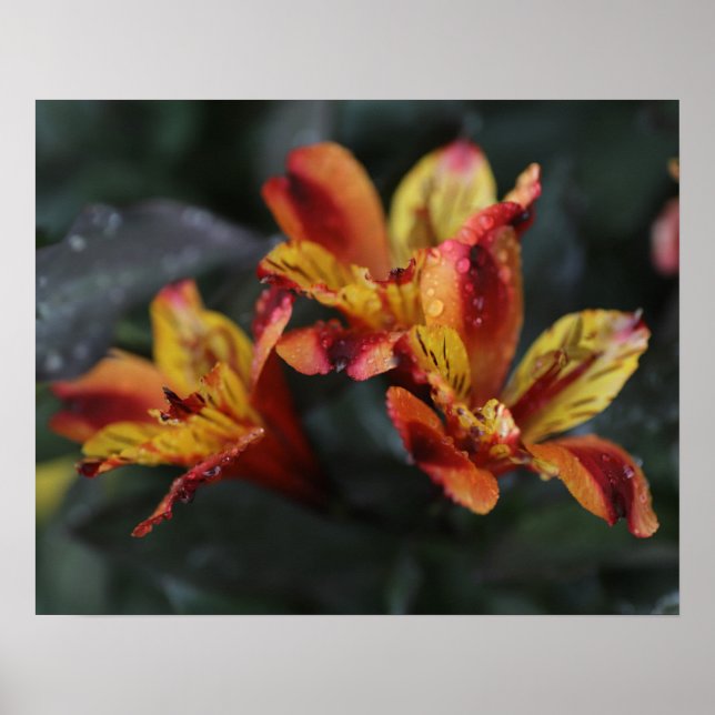 Alstroemeria Flowers Poster (Framsidan)