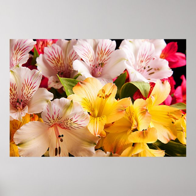 Alstroemeria Flowers Poster/skriver ut Poster (Framsidan)