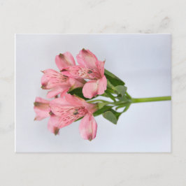 Alstroemeria Flowers Vykort