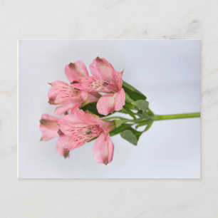 Alstroemeria Flowers Vykort