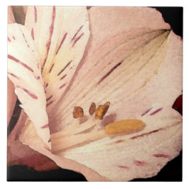 Alstroemeria in bloom kakelplatta