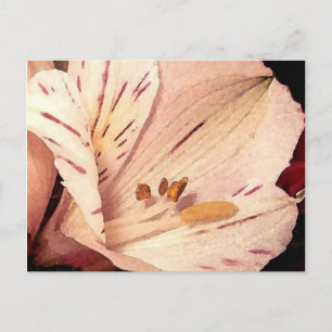 Alstroemeria in bloom vykort