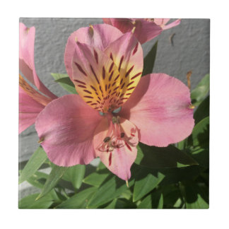 Alstroemeria Kakelplatta