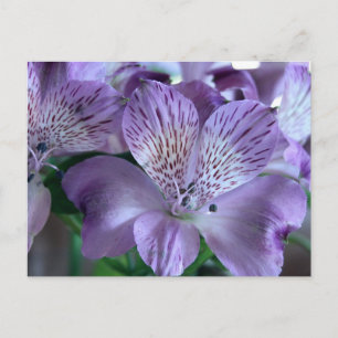 Alstroemeria Lily Vykort