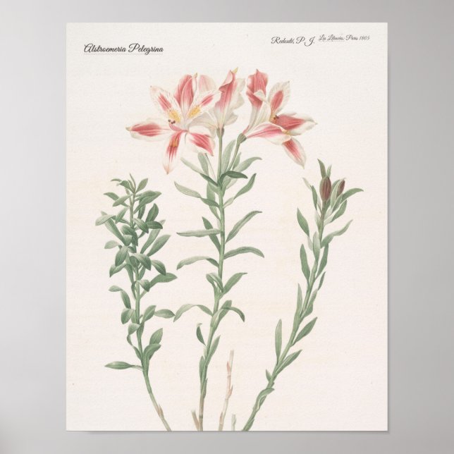 Alstroemeria Pelegrina Poster (Framsidan)