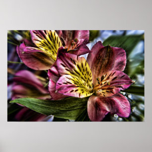 Alstroemeria Peruvian Lily-blomman poster utskrift