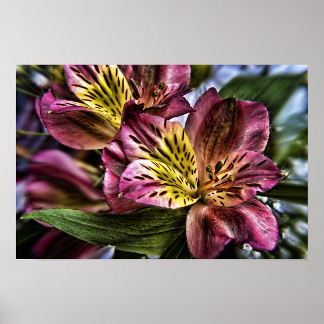 Alstroemeria Peruvian Lily-blomman poster utskrift (Framsidan)