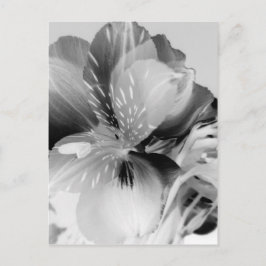 Alstroemeria Peruvian Lily Flower in Black & White Vykort