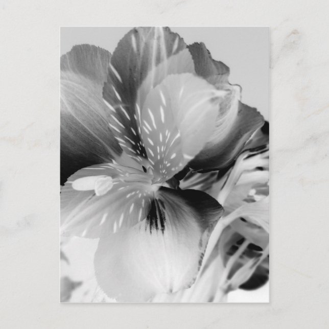 Alstroemeria Peruvian Lily Flower in Black & White Vykort (Framsida)