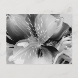 Alstroemeria Peruvian Lily Flower in Black & White Vykort