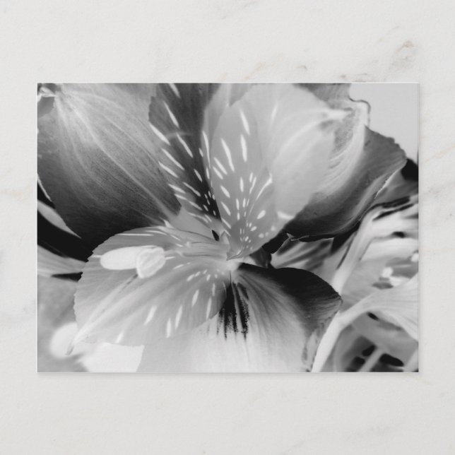 Alstroemeria Peruvian Lily Flower in Black & White Vykort (Framsida)