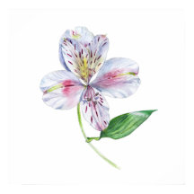 Alstroemeria Peruvianansk Lilja Botanisk Akvarell