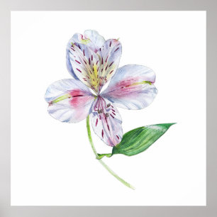 Alstroemeria Peruvianansk Lilja Botanisk Akvarell Poster