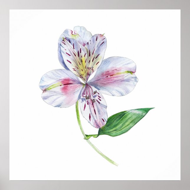 Alstroemeria Peruvianansk Lilja Botanisk Akvarell Poster (Framsidan)