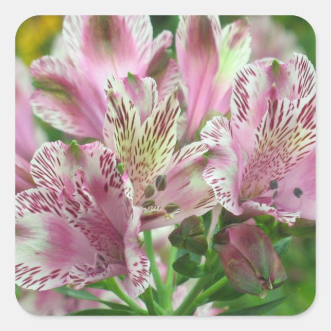 Alstromeria Peruvian Lilies Sticker Fyrkantigt Klistermärke (Framsida)
