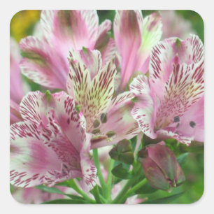 Alstromeria Peruvian Lilies Sticker Fyrkantigt Klistermärke