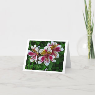 Alstromeria Princess lilies Helgkort