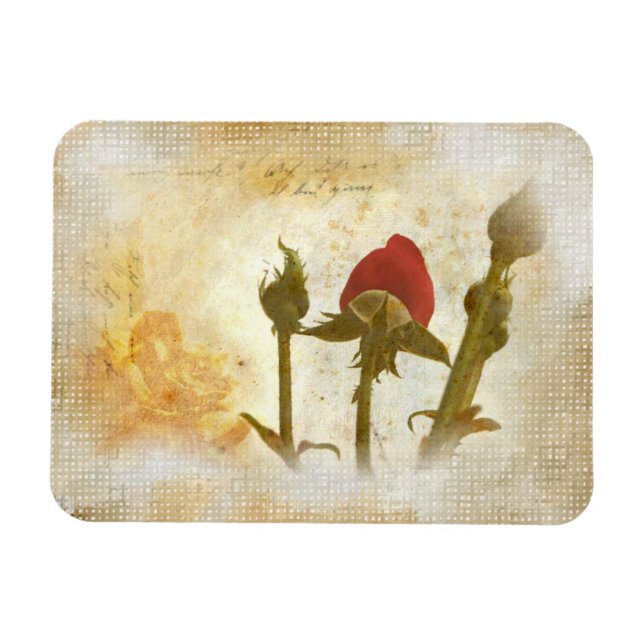 Alte Rose Magnet (Horisontell)