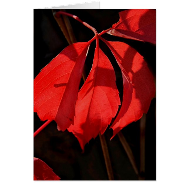 Alterra Vines Hälsningskort (Framsidan)