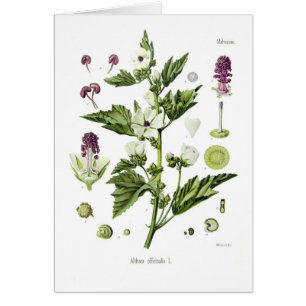 Althaea officinalis hälsningskort