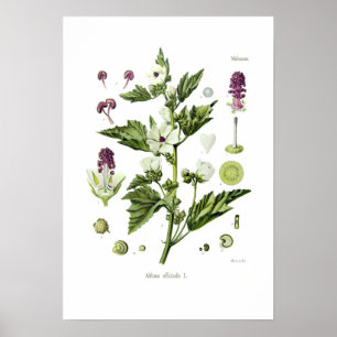 Althaea officinalis poster