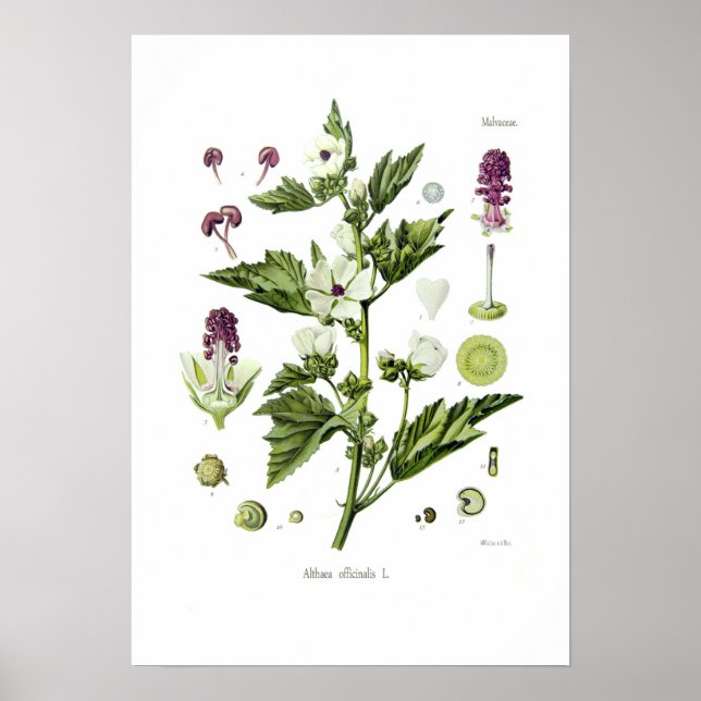 Althaea officinalis poster (Framsidan)