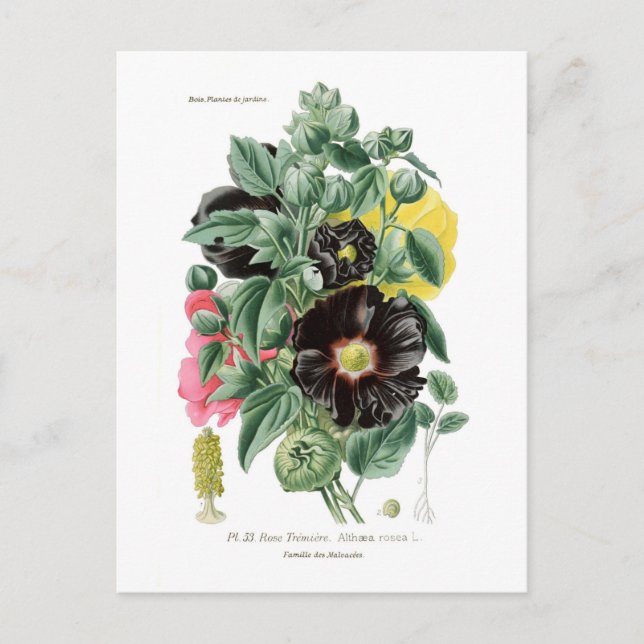 Althaea rosea (Hollyhock) Vykort (Framsida)