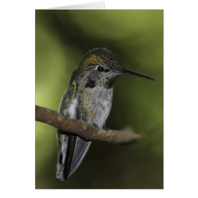 Älvan Forest Hälsningskort (Framsidan)