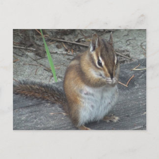 Alvie the Chipmunk Postcard Vykort